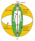 Kinesiobiologia biomagnética