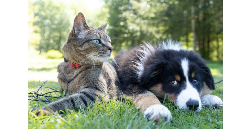 Encuentra los mejores productos para cuidar a tu mascota