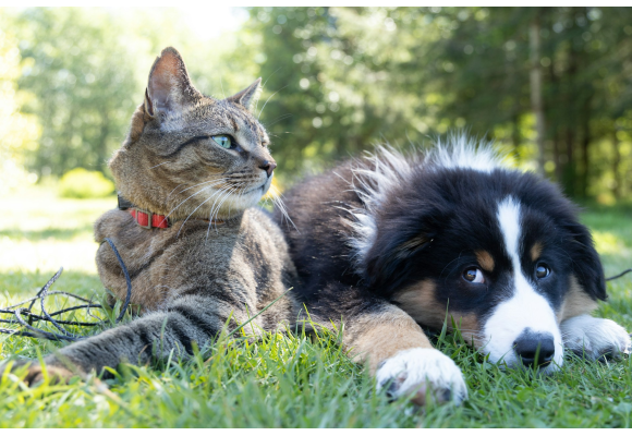 Encuentra los mejores productos para cuidar a tu mascota