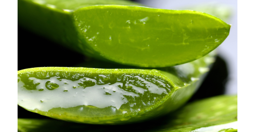 Propiedades beneficiosas para la salud y la belleza del aloe vera