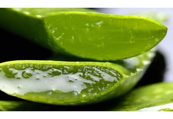 Propiedades beneficiosas para la salud y la belleza del aloe vera